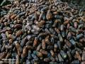 برداشت خرمای شکلاتی «پیارم»، مرغوب‌ترین خرمای جهان در هرمزگان